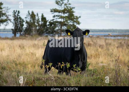 Une vache noire Aberdeen Angus debout sur un pâturage insulaire de prairie côtière, entourée de prairies naturelles près de la mer sous la lumière douce du jour. Banque D'Images
