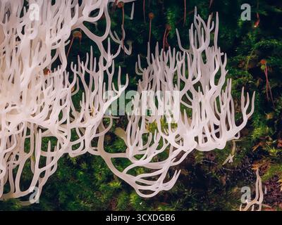 Corail ivoire - Ramariopsis kunzei est un type de champignon. Il est également connu sous le nom de corail blanc parce que sa structure ramifiée ressemble au corail marin Banque D'Images