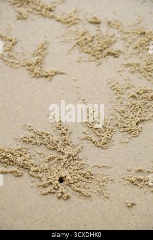 Boules de sable faites par le crabe barboteur de sable sur la plage Banque D'Images