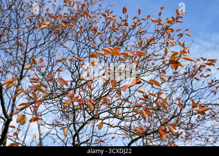 Branches de la poire rocheuse cuivrée (Amelanchier lamarckii) à l'automne contre Un ciel bleu. Les feuilles sont colorées dans des tons orange vif et rouge. Banque D'Images