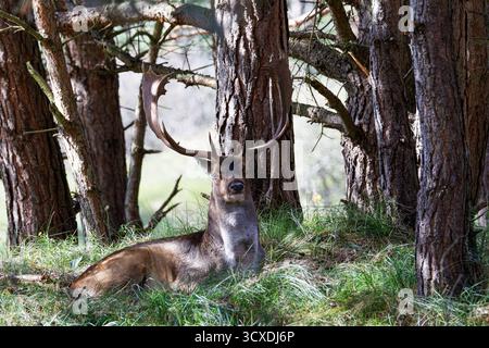 Un cerf en jachère européen, cerf mâle avec de grands bois reposant dans une clairière forestière. Banque D'Images