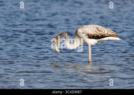 Un flamant rose juvénile pataugant dans l'eau, pliant son cou pour se nourrir. Banque D'Images