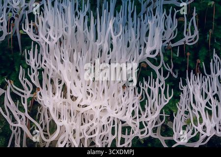 Corail ivoire - Ramariopsis kunzei est un type de champignon. Il est également connu sous le nom de corail blanc parce que sa structure ramifiée ressemble au corail marin Banque D'Images