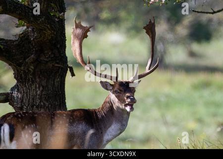Un cerf majestueux avec de grands bois se dresse près d'un arbre dans un champ herbeux. Banque D'Images