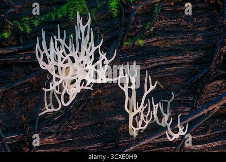 Corail ivoire - Ramariopsis kunzei est un type de champignon. Il est également connu sous le nom de corail blanc parce que sa structure ramifiée ressemble au corail marin Banque D'Images