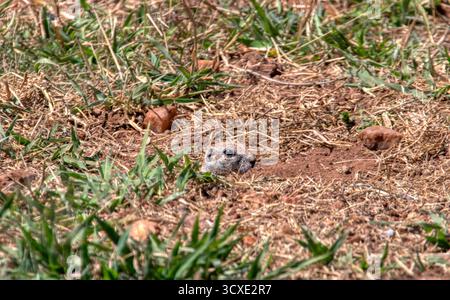 écureuil terrestre africain, caché dans le terrier, herbe sur le sol, botswana et afrique du sud faune Banque D'Images