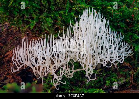 Corail ivoire - Ramariopsis kunzei est un type de champignon. Il est également connu sous le nom de corail blanc parce que sa structure ramifiée ressemble au corail marin Banque D'Images