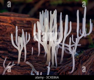 Corail ivoire - Ramariopsis kunzei est un type de champignon. Il est également connu sous le nom de corail blanc parce que sa structure ramifiée ressemble au corail marin Banque D'Images