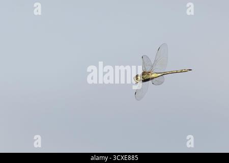 Empereur vagrant (Anax ephippiger) Dunwich Suffolk septembre 2025 Banque D'Images