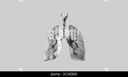 rendu 3d des poumons poly-bas sur fond blanc. Poumons humains filaires. illustration 3d. Banque D'Images