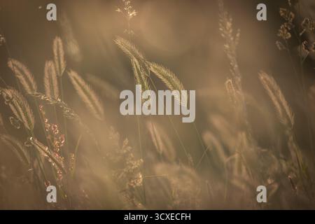 Lumière du soir dans une prairie d'herbe dans le Sussex, avec une mise au point sélective Banque D'Images