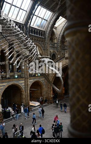 Londres, Royaume-Uni, 7 octobre 2025. Intérieur du grand hall d'entrée du Musée d'histoire naturelle de South Kensington. Squelette de baleine bleue. Banque D'Images