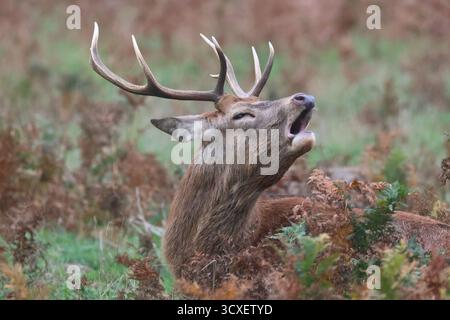Bushy Park, Londres, UK.14th Oct 2025. L'ornière Red Deer continue aujourd'hui avec de grands mâles qui s'élèvent en signe de domination. Crédit : Ed Brown/Alamy Live News Banque D'Images