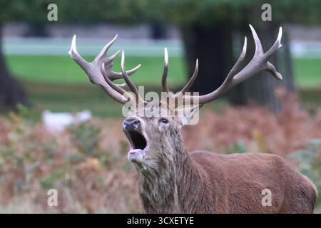 Bushy Park, Londres, UK.14th Oct 2025. L'ornière Red Deer continue aujourd'hui avec de grands mâles qui s'élèvent en signe de domination. Crédit : Ed Brown/Alamy Live News Banque D'Images