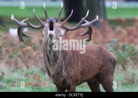 Bushy Park, Londres, UK.14th Oct 2025. L'ornière Red Deer continue aujourd'hui avec de grands mâles qui s'élèvent en signe de domination. Crédit : Ed Brown/Alamy Live News Banque D'Images