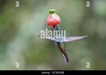 Hillstar à dos vert (Urochroa leucura) se nourrissant de fleurs d'Abutilon à Sumaco, forêt nuageuse équatorienne. Banque D'Images