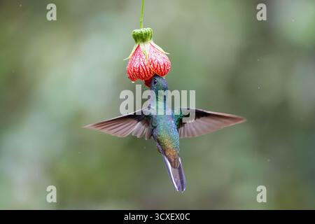Hillstar à dos vert (Urochroa leucura) se nourrissant de fleurs d'Abutilon à Sumaco, forêt nuageuse équatorienne. Banque D'Images