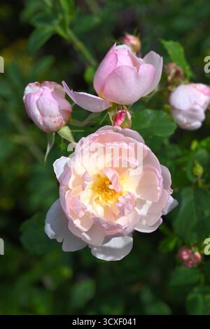 Rose pâle semi double fleurs d'automne de rose arbuste, rosa Scarborough Fair UK jardin septembre Banque D'Images