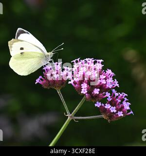 Fleurs d'automne violettes de Verbena bonariensis, ou plante de verveine pourpre avec de gros papillons blancs ou chou femelles Pieris brassicae UK septembre Banque D'Images