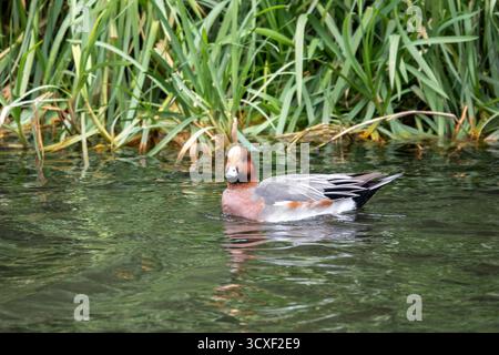 Gros plan portrait du wigeon eurasien ou wigeon européen également connu sous le nom de widgeon ou le wigeon mareca penelope dans Chichester canal West Sussex Banque D'Images