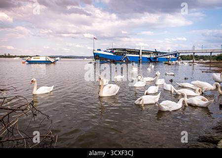 Cygnes sur les rives du Danube à Belgrade. Banque D'Images