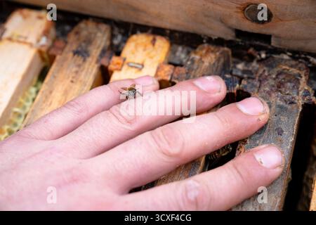 Une abeille repose doucement sur la main d’un apiculteur dans une ferme d’abeilles, illustrant l’interaction calme, les soins et la confiance essentiels à une apiculture durable Banque D'Images