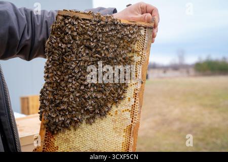 Apiculteur tenant un cadre rempli d'abeilles actives et de nid d'abeilles coiffées, symbolisant la productivité, l'équilibre et l'artisanat naturel Banque D'Images