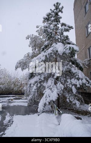 PIN couvert de neige en hiver debout près de la maison Banque D'Images