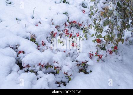 Arbuste couvert de neige avec des fleurs rouges et des feuilles vertes dans le jardin Banque D'Images