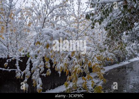 Arbres couverts de neige et buissons dans le parc de la ville pendant les chutes de neige Banque D'Images