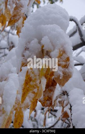 Feuilles couvertes de neige dans la forêt d'hiver. Gros plan Banque D'Images