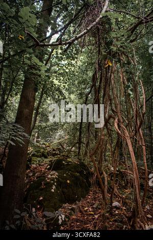 Une forêt dense avec des collines ondulantes, remplie d'arbres à croissance épaisse, de racines emmêlées et de rochers couverts de mousse. Banque D'Images