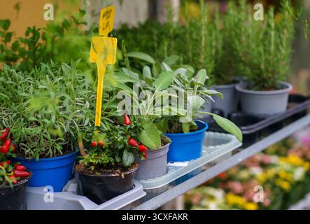Sauge, romarin, poivrons décoratifs dans des pots multicolores se tiennent dans la fenêtre d'un magasin de fleurs Banque D'Images
