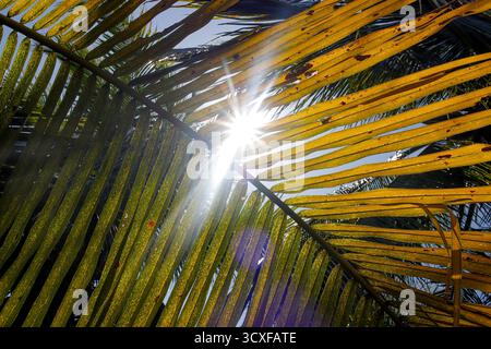 Beaux cocotiers sur la plage avec le ciel bleu clair Banque D'Images