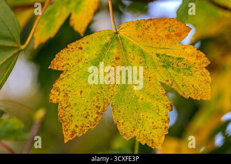 Automne : nuances de changement Banque D'Images