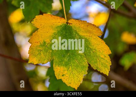 Automne : nuances de changement Banque D'Images