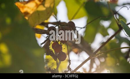 Un bouquet de raisins sauvages sur une vigne aux rayons du soleil couchant. Banque D'Images