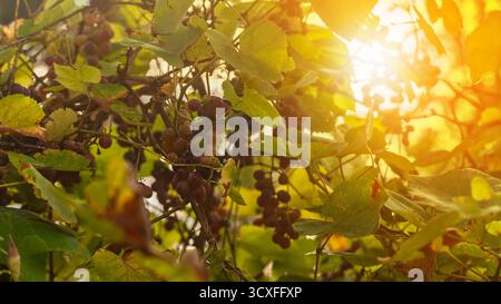 Une grappe de raisins sauvages sur la vigne dans les rayons du soleil couchant. Banque D'Images