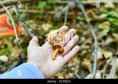 Une main tient doucement deux petits champignons Hygrophoropsis aurantiaca (fausse Chanterelle), non comestibles, trouvés dans une forêt d'automne. Un Amanita muscaria vénénéneux flou est visible en arrière-plan. Banque D'Images