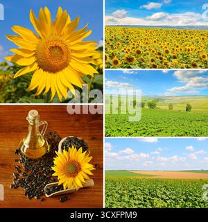Un collage photo lumineux mettant en valeur divers aspects du tournesol, des vastes champs et des fleurs en gros plan aux graines et à une bouteille d'huile. Banque D'Images