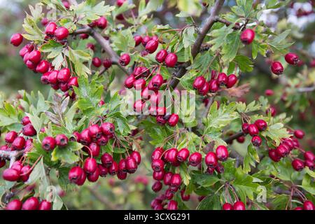 Les baies et les feuilles rouges automnales de l'aubépine (Crataegus monogyna). L'aubépine est une haie commune au Royaume-Uni. Banque D'Images
