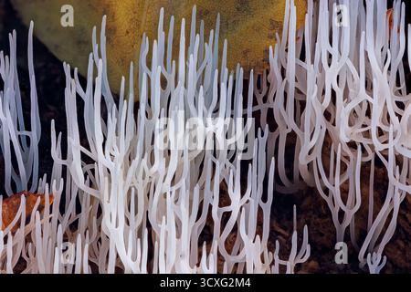 Corail ivoire - Ramariopsis kunzei est un type de champignon. Il est également connu sous le nom de corail blanc parce que sa structure ramifiée ressemble au corail marin Banque D'Images