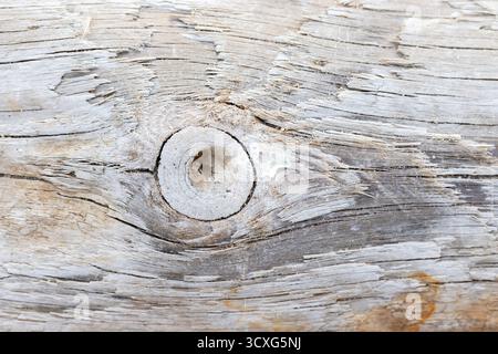 Gros plan détaillé de bois vieilli montrant un nœud prononcé, un grain altéré et des tons gris pâle. Parfait pour les arrière-plans rustiques, les textures naturelles, ou Banque D'Images