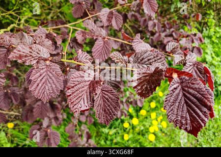 Les feuilles violettes foncées de Corylus maxima, le filbert, est une espèce de noisetier de la famille des bouleaux, Betulaceae, Staffordshire, Angleterre, Royaume-Uni Banque D'Images