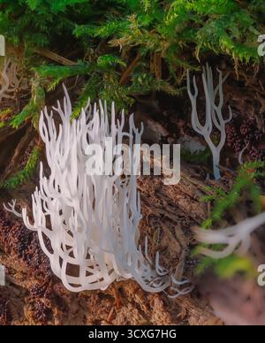 Corail ivoire - Ramariopsis kunzei est un type de champignon. Il est également connu sous le nom de corail blanc parce que sa structure ramifiée ressemble au corail marin Banque D'Images