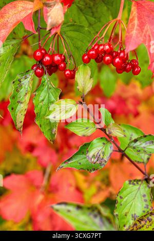 Les baies rouges éclatantes scintillent parmi les feuilles vertes, capturant l'essence de la palette vive de l'automne. Gros plan plein de chaleur saisonnière et de chaleur naturelle Banque D'Images