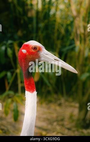 Portrait en gros plan d'une grue Sarus avec une tête rouge frappante et un long bec, capturé en lumière naturelle sur un fond vert doux Banque D'Images