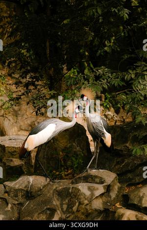 Deux grues couronnées grises debout sur des rochers dans un environnement forestier luxuriant, face à face Banque D'Images