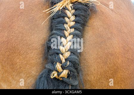 Gros plan détaillé d'une queue de cheval soigneusement tressée avec de la paille, montrant la texture, les soins de toilettage et le style équestre. Banque D'Images