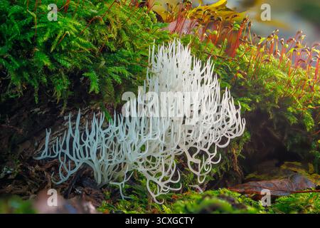 Corail ivoire - Ramariopsis kunzei est un type de champignon. Il est également connu sous le nom de corail blanc parce que sa structure ramifiée ressemble au corail marin Banque D'Images